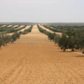 une agriculture tunisienne plus résiliente et durable