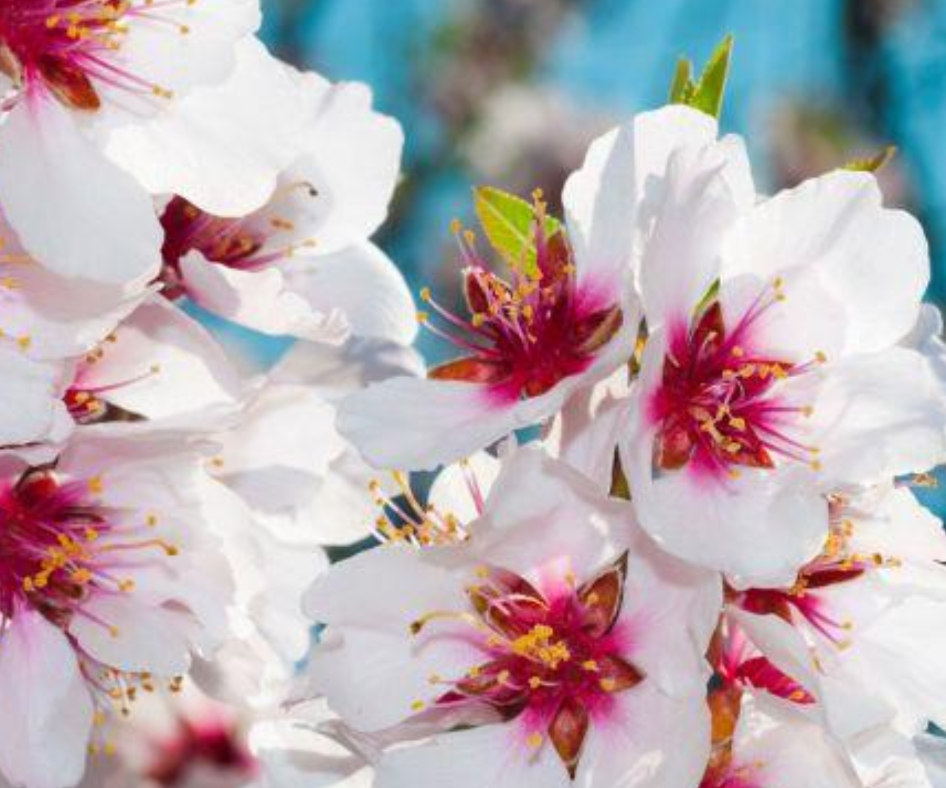 L’Amandier en Fleurs