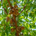 L’amande : un fruit d’excellence au cœur de notre savoir-faire agricole